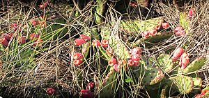 Opuntia humifusa at Welwyn