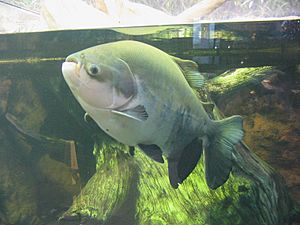 Pacu shedd