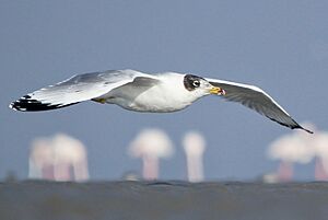 Pallas's Gull Assuming breeding plumage