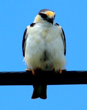 Pearl Kite