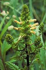 Pedicularis furbishiae