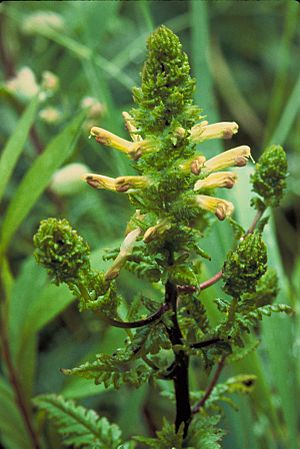 Pedicularis furbishiae.jpg