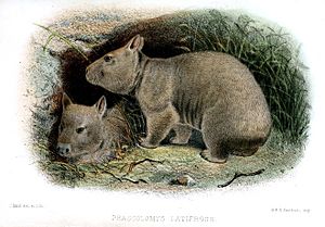 PhascolomysLatifronsWolf