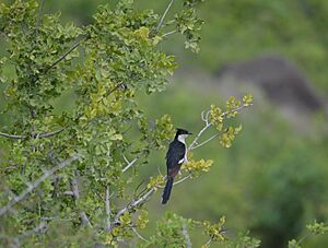 Pied-Cuckoo