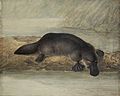 Platypus by Lewin