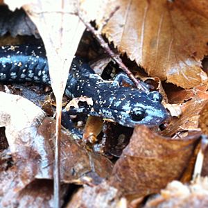 Plethodon glutinosus2