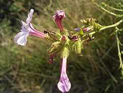 Plumbago europaea.jpg