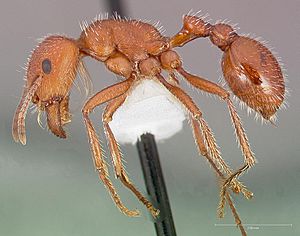 Pogonomyrmex maricopa casent0005712 profile 1.jpg