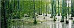 A cypress swamp in Holly Springs National Forest.