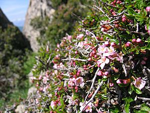 Prunus prostrata.jpg