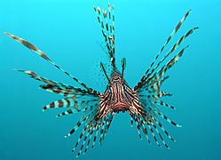 Pterois volitans Manado-e edit