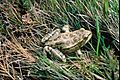 Red-legged-frog-usfws