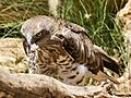 Short-toed Eagle with rat