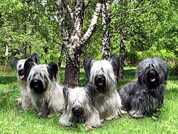 Skyeterriers