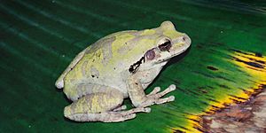 Smilisca baudinii, Mexican Treefrog, Tamaulipas