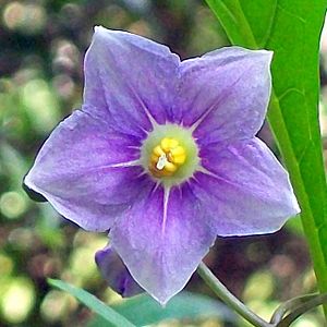 Solanum avicular Chatswood.jpg