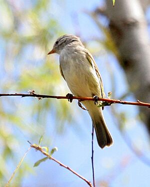 Southern Beardless Tyrannulet.jpg