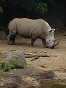 Southern White Rhino at the Maryland Zoo