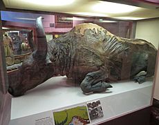 Steppe bison mummy