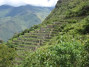 Stone terraces