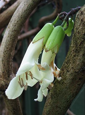 Tecomanthe flowers