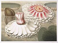 Victoria Regia - Intermediate Stages of Bloom - 1854