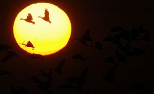 White fronted geese at sunrise