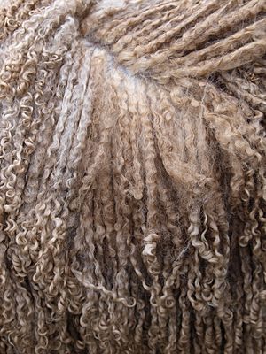 Wool Wensleydale Longwool sheep white