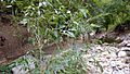 Young Narrowleaf Cottonwood Tree