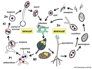 07 08 life cycle, Phytophthora infestans on potato, Peronosporales, Oomycota (M. Piepenbring)