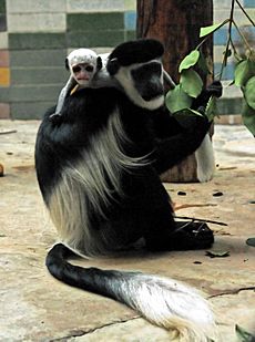 2011 Colobus guereza cropped2