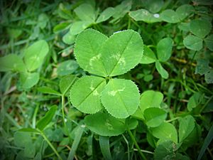 4-leaf clover