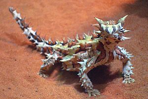 A232, Alice Springs Desert Park, Alice Springs, Australia, thorny devil, 2007