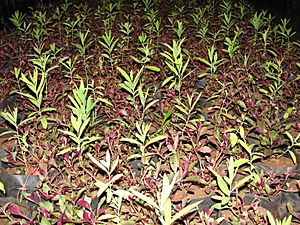 A closeup of Sandal saplings