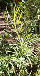 Adenanthos detmoldii foliage