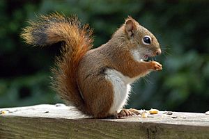 AmericanRedSquirrel