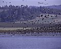 Ankeny National Wildlife Refuge