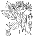 Aralia nudicaulis BB-1913