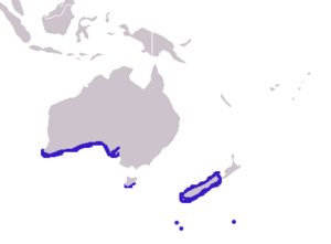 Arctocephalus forsteri distribution.png