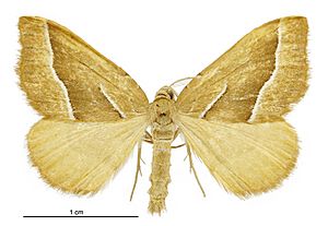 Asaphodes stinaria male.jpg