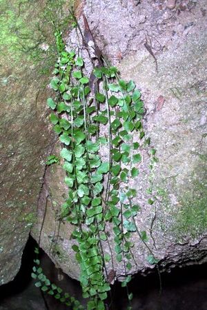 Asplenium flabellifolium on Hawkesbury sandstone.jpg