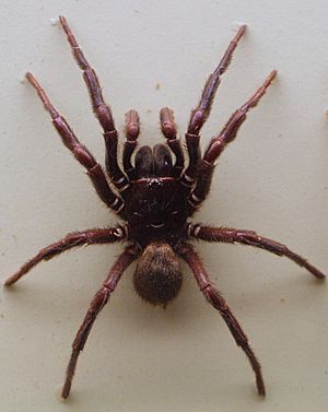 AustralianMuseum spider specimen 19.JPG