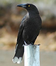 Black currawong