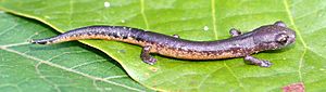 Bolitoglossa oresbia.jpg