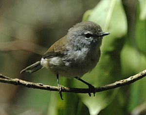 Brown Gerygone lam08.jpg