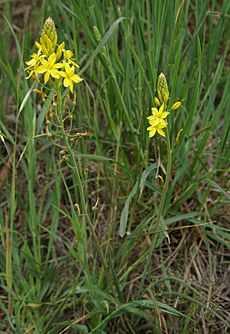 Bulbine bulbosa plants