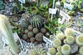 Cactaceaeː Gymnocalycium Matoensea