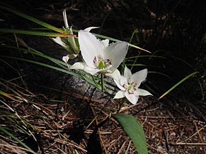 Calochortus elegans 5720.JPG