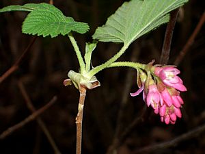 Carkeek-Park-Raspberry-blooming-3361