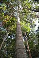 Castanheira - Amazônia